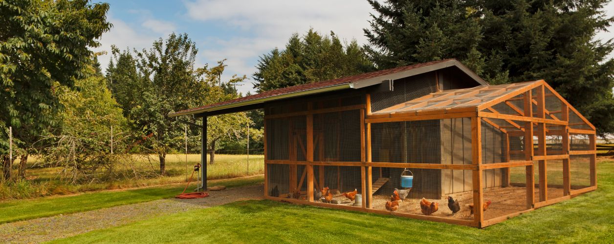 Cost to Build a Chicken Coop