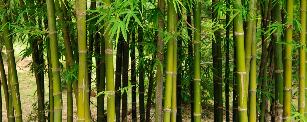 Bamboo Removal Cost Guide for Homeowners
